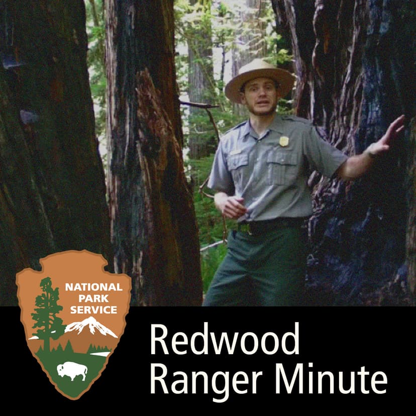 Redwood Ranger Minute cover
