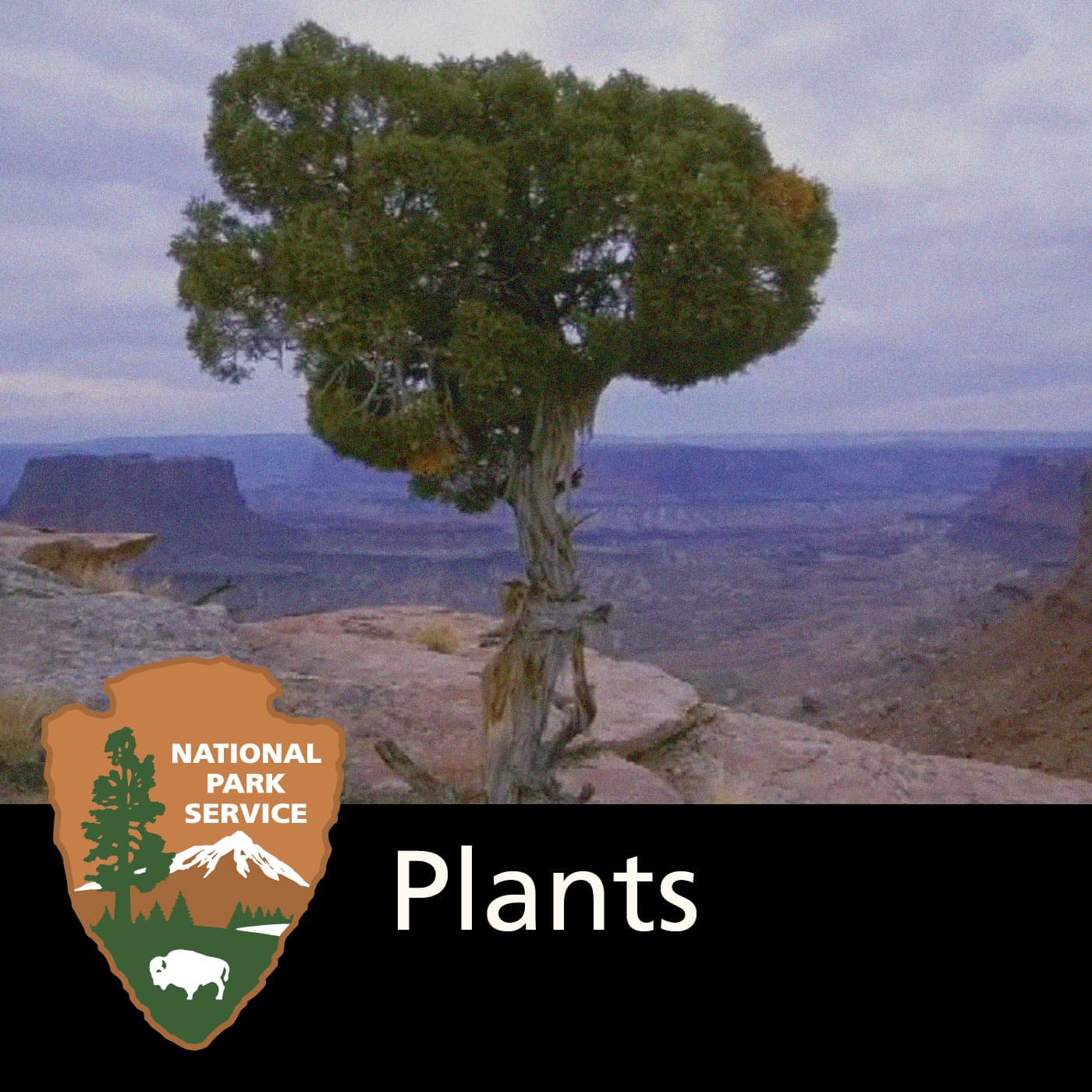 Plants cover