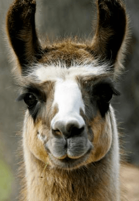 OCD, Panic, and Llamas with Paula Matlins - Safe Space Radio cover