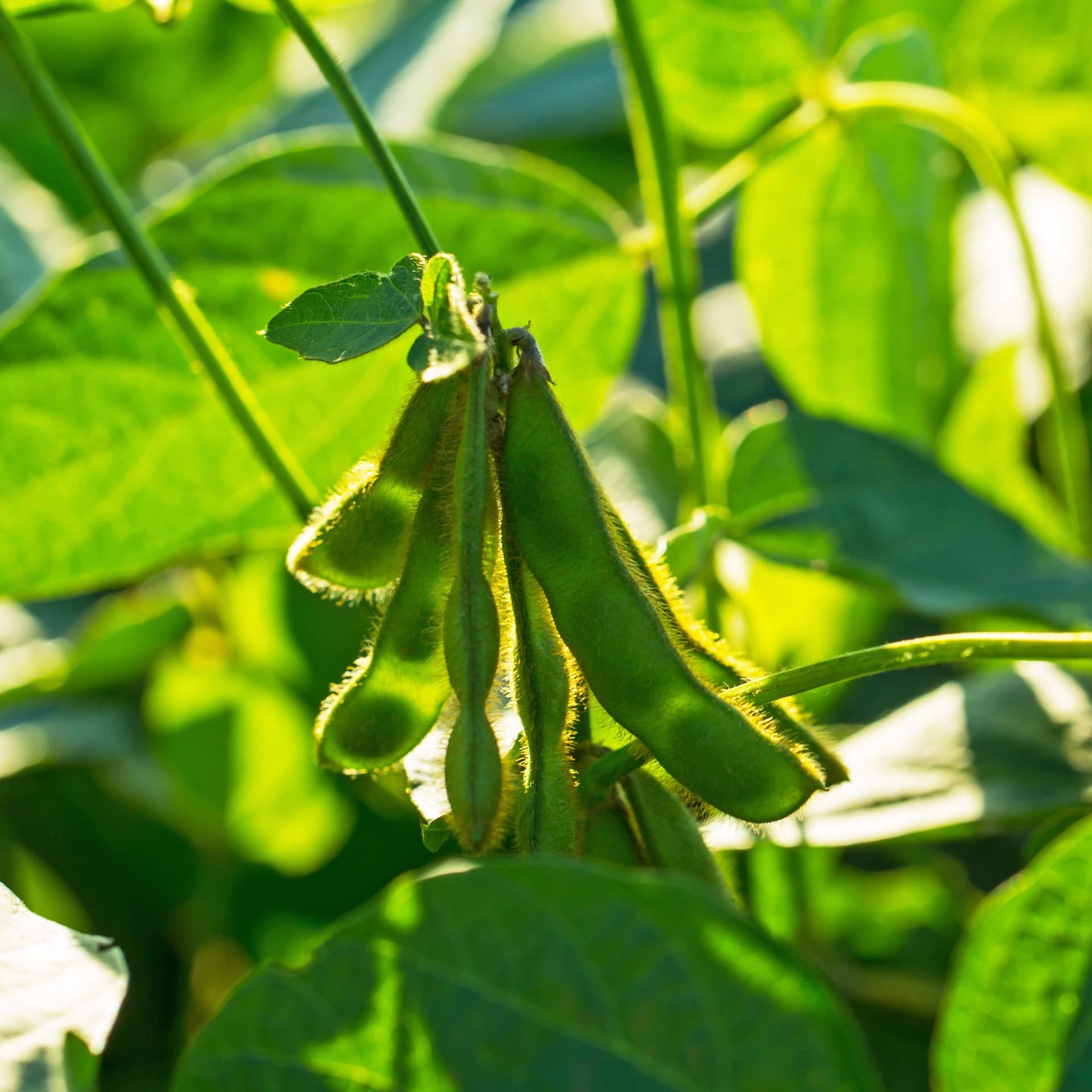 Agri Commodities Monthly August 2017: Uphill Struggles Ahead - RaboResearch Agri Commodities cover