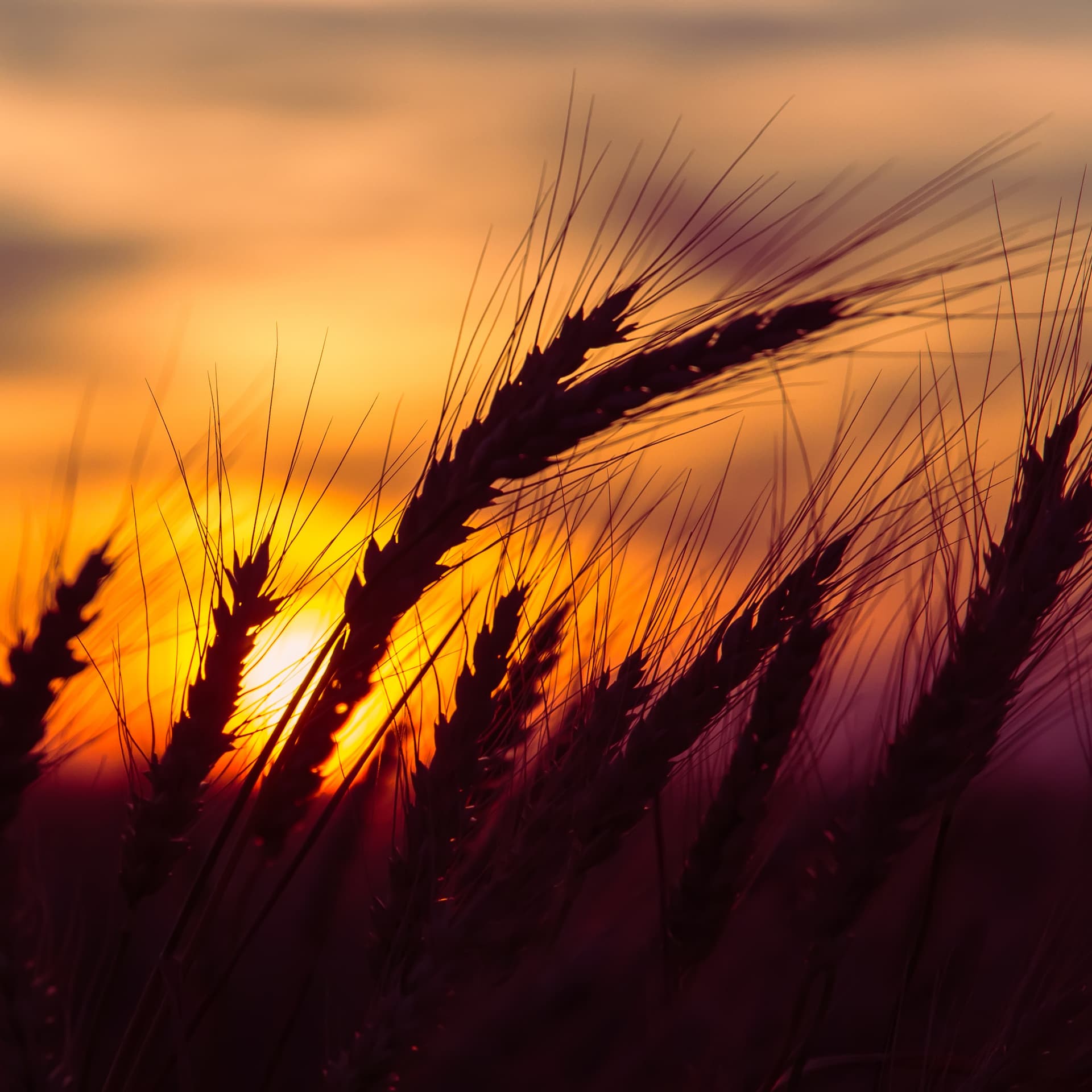Grains & Oilseeds Outlook for 2018: Good Buy, Low Prices - RaboResearch Agri Commodities cover