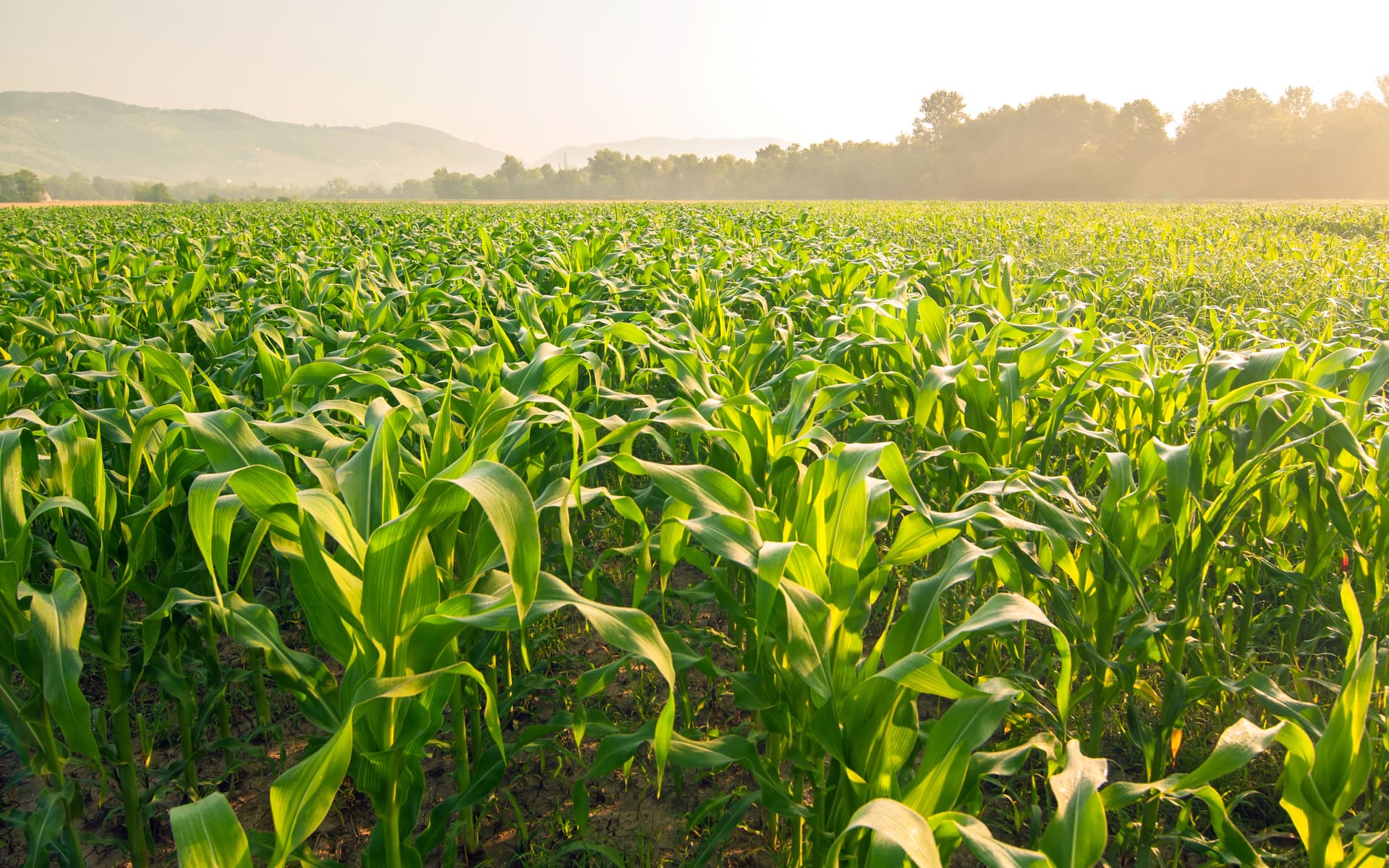 Don’t Fall Asleep Behind The Risk Management Wheel - RaboResearch Agri Commodities cover