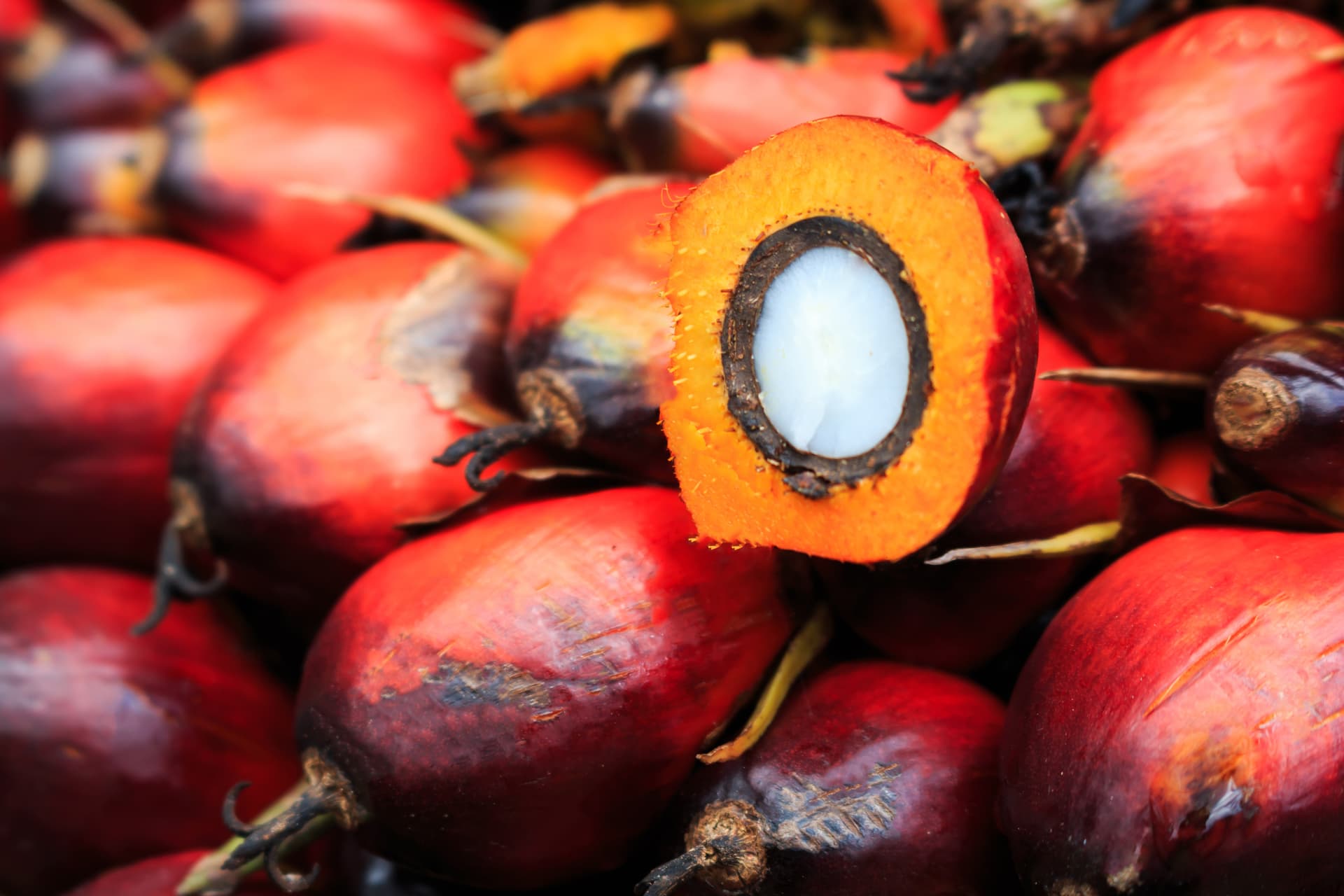 A Palm Storm is Brewing - RaboResearch Agri Commodities cover