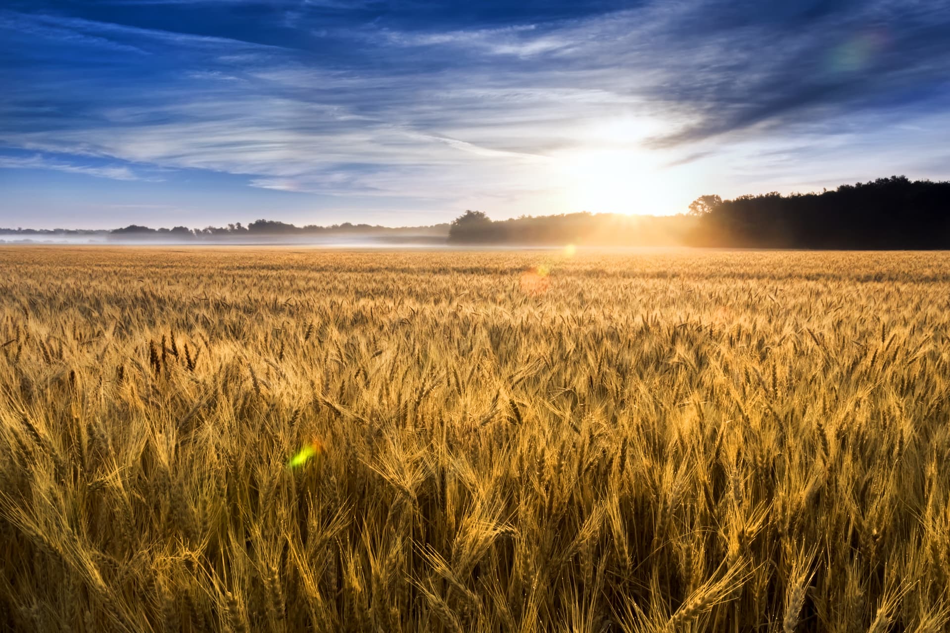 Agri Commodities Monthly May 2018: Tread (the Volatility) Carefully - RaboResearch Agri Commodities cover