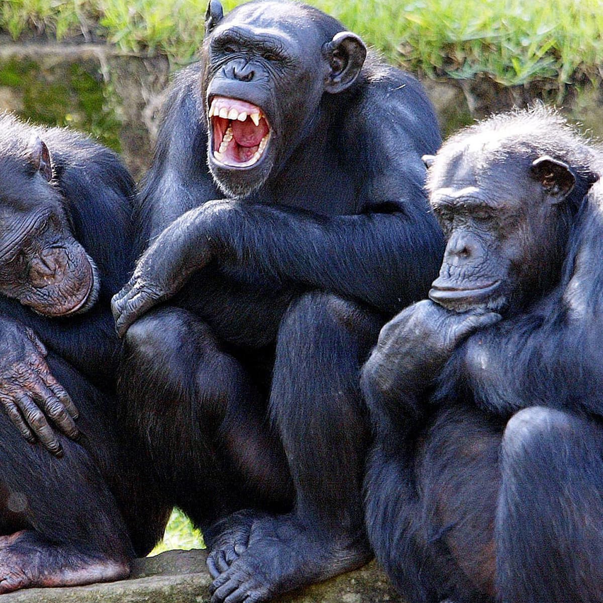 What Can Chimps Teach us About Politics? - The Why Factor cover