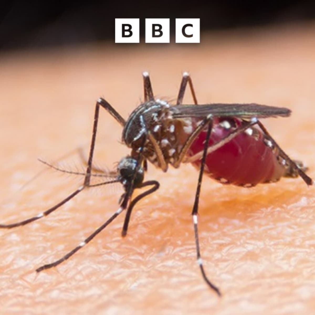First malaria treatment for babies approved - Global News Podcast cover