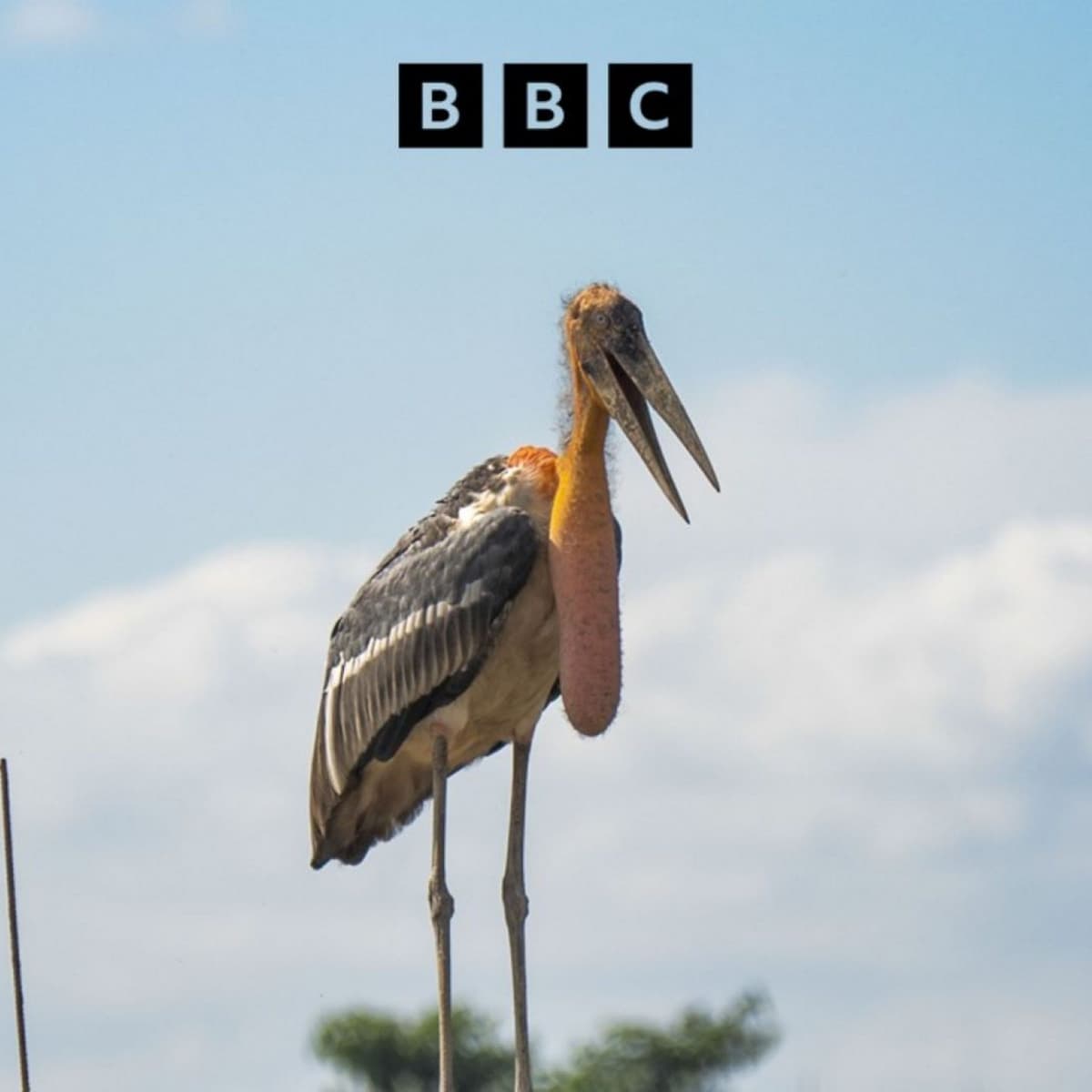 The Happy Pod: How baby showers saved a rare bird - Global News Podcast cover