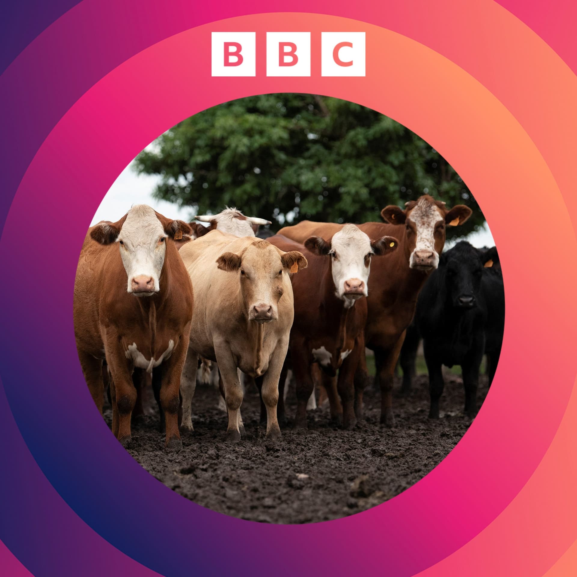 Are there any quick fixes to the climate crisis? - The Climate Question cover