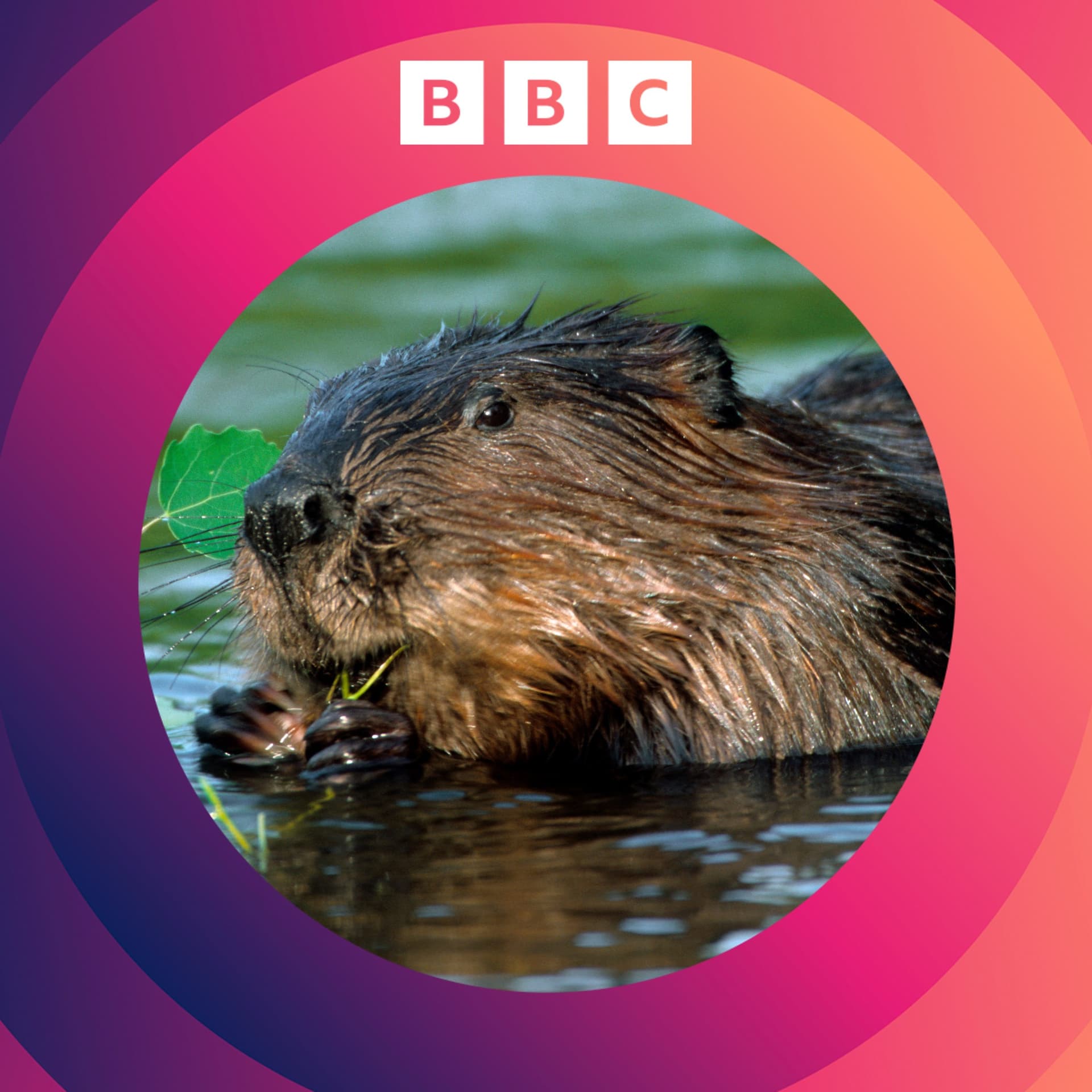 Q&A: Beavers, solar panels in the Sahara and nuclear waste - The Climate Question cover