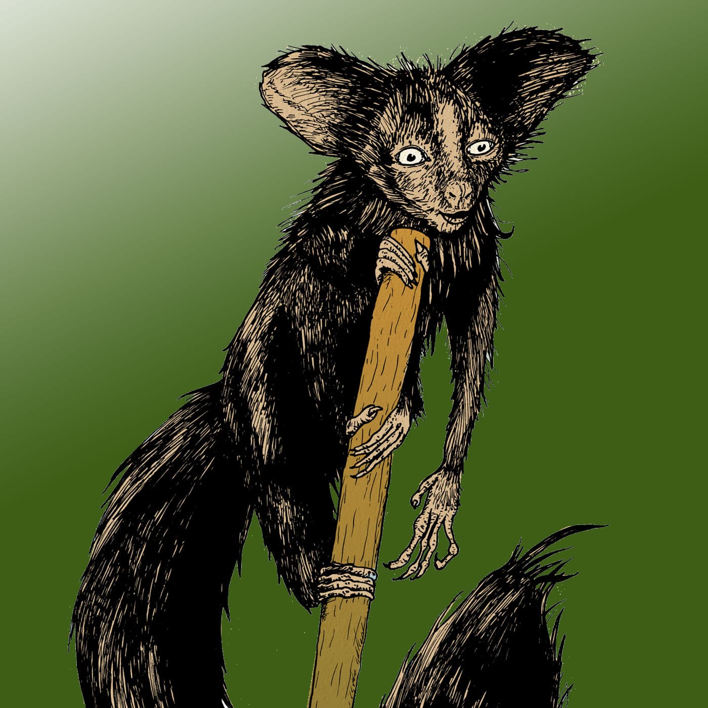 Aye-Aye - Curious, Unusual, and Extraordinary cover