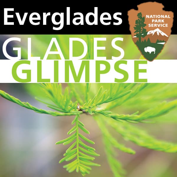 Everglades - Glades Glimpse cover