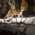 Cougar M198 - Telemetry: The sound of science in Yellowstone cover