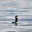 To Catch a Loon - Telemetry: The sound of science in Yellowstone cover