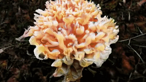 These Stunning Images Were Created Using The Forces Behind Evolution - Science Friday Videos cover