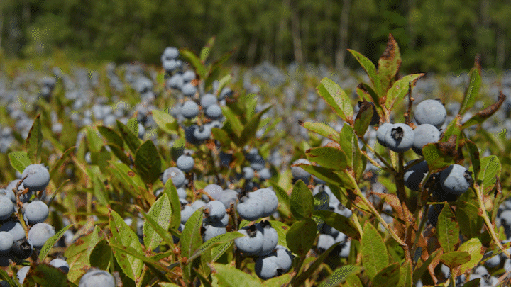 How Climate Change Is Giving Maine’s Wild Blueberries The Blues - Science Friday Videos cover