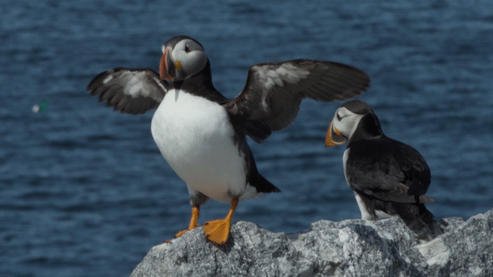 How Puffins On The Gulf Of Maine Act As ‘Sentinels Of Climate Change’ - Science Friday Videos cover