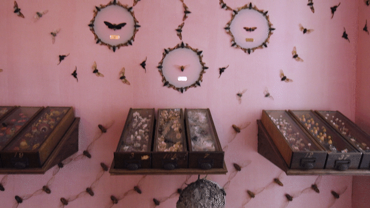 Wondrous Beauty Made From Dead Insects - Science Friday Videos cover