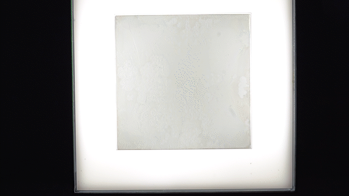 A Tour Through Maria Ferreira’s Crystal Gardens - Science Friday Videos cover