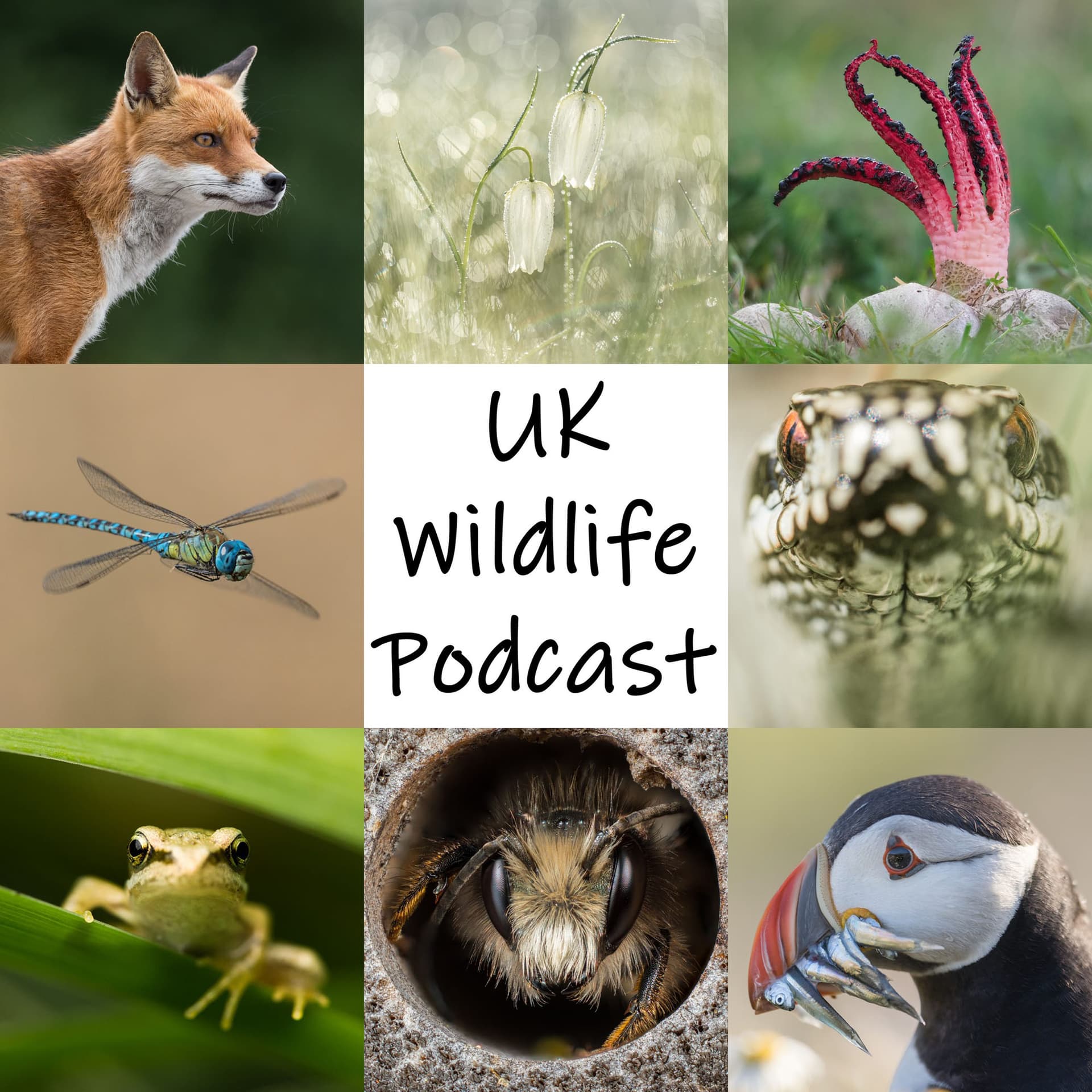 UK Wildlife Podcast cover