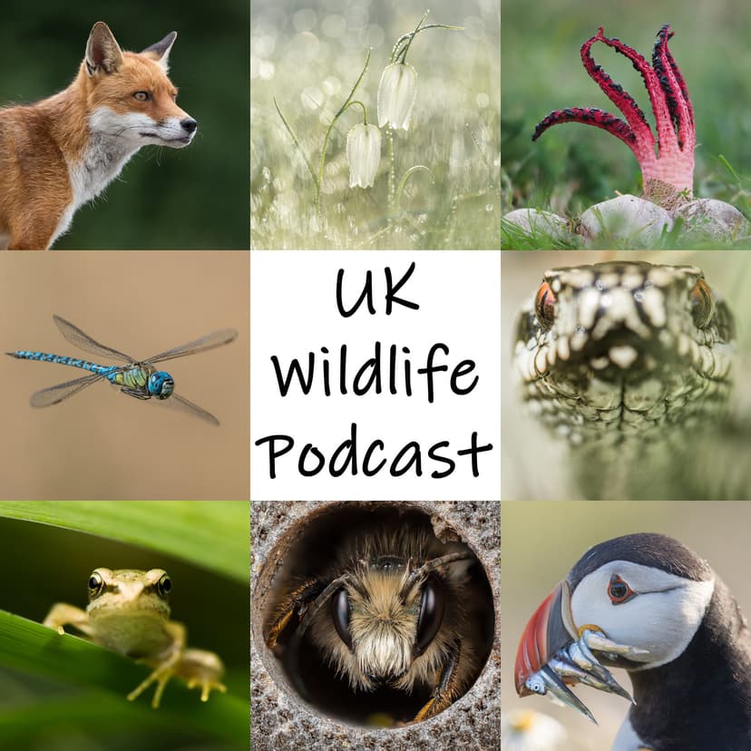 UK Wildlife Podcast cover