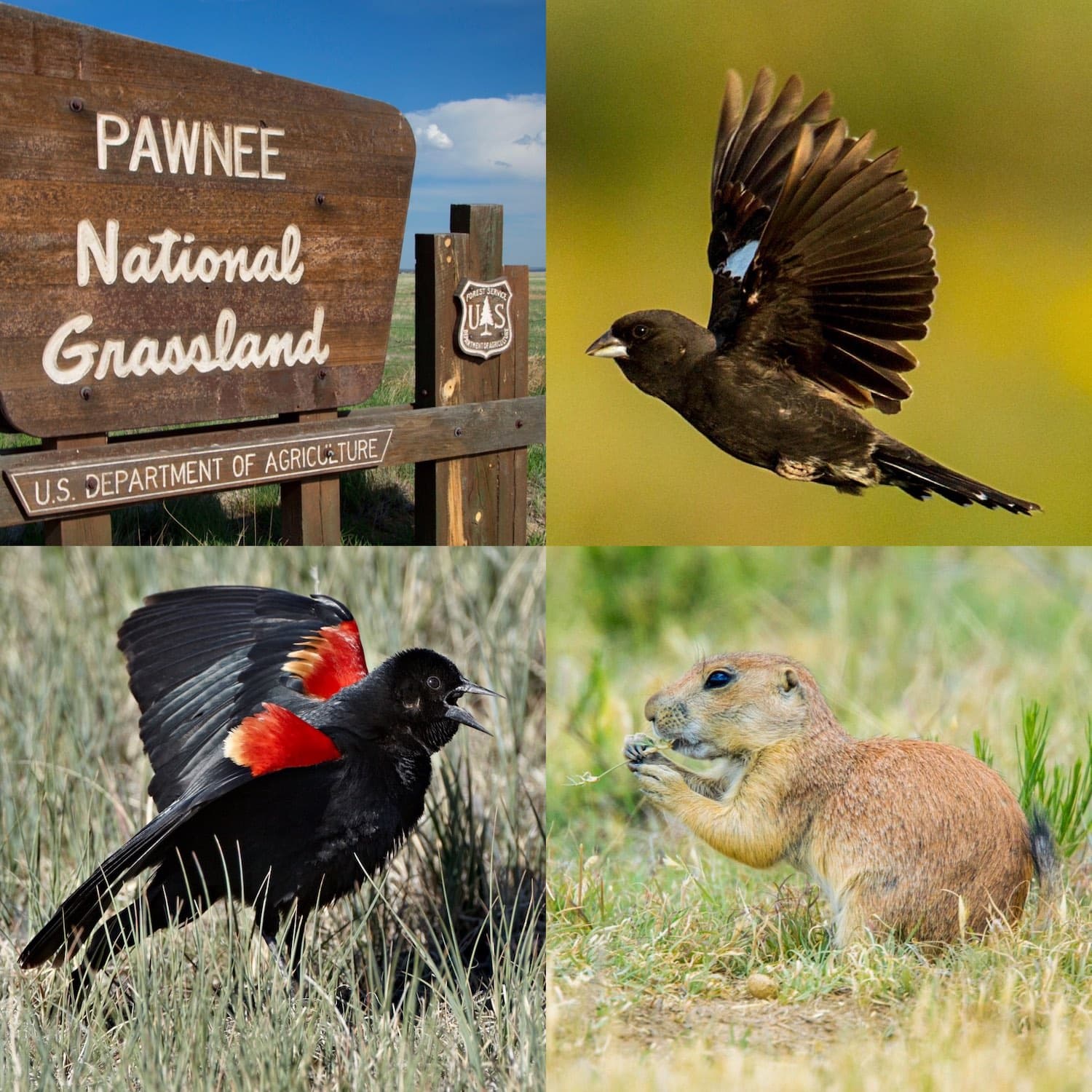 Prairie - Ambient Colorado cover