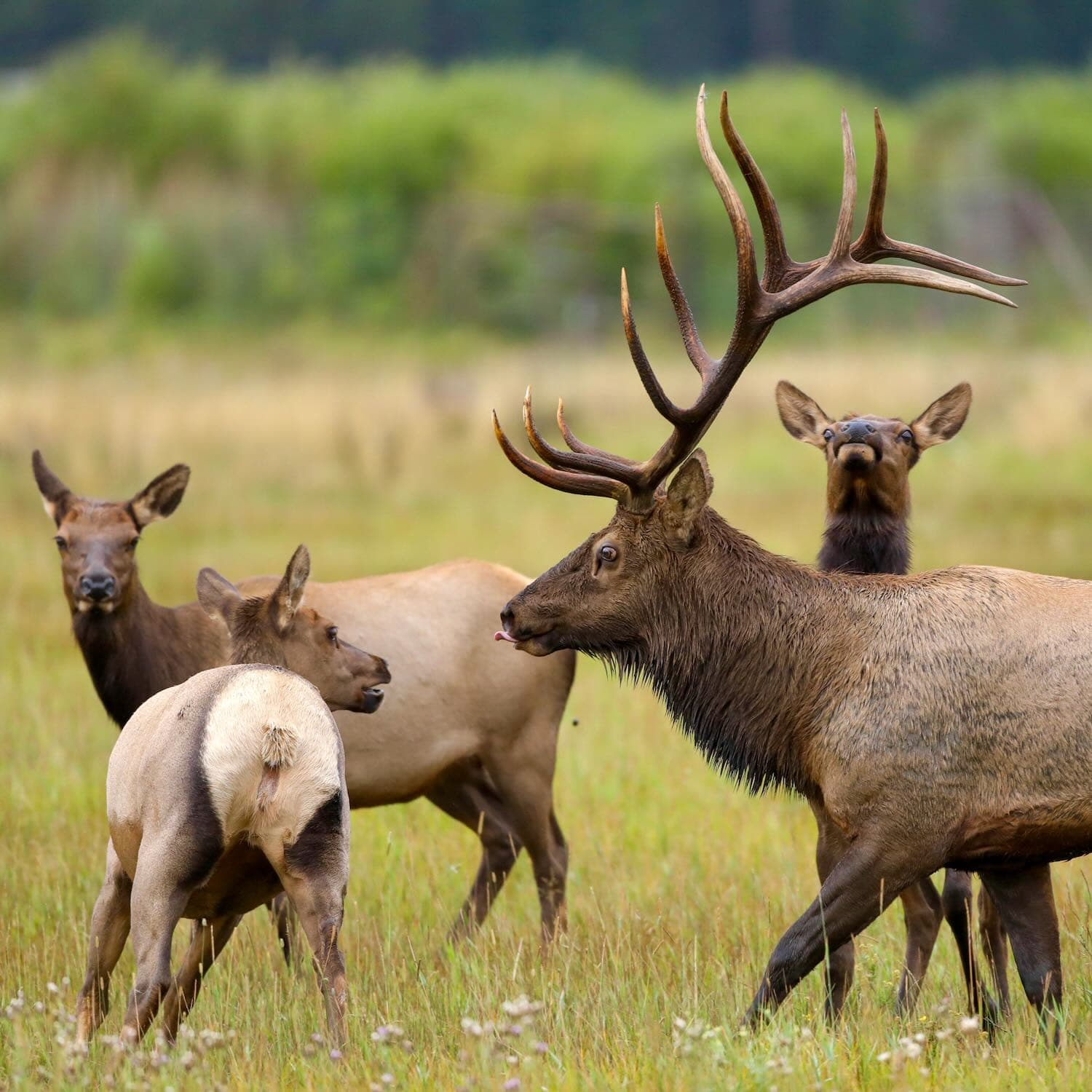 Elk Up Close - Ambient Colorado cover