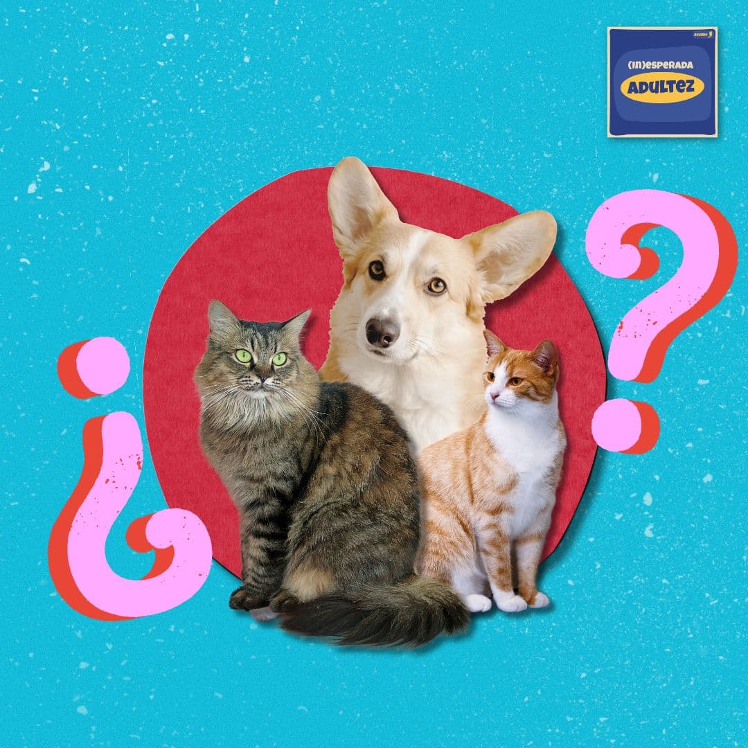 Qué necesitas para adoptar a tu mascota ideal - (in)esperada Adultez cover