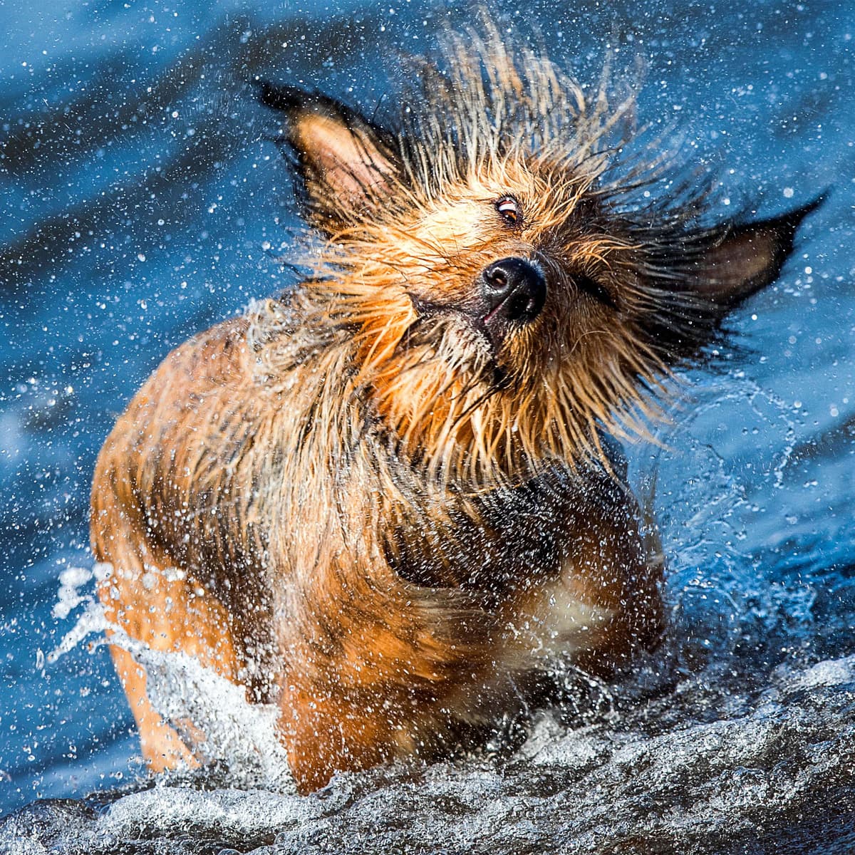 Slovenia, fallible leaders and mongrels - The Week Unwrapped - with Olly Mann cover