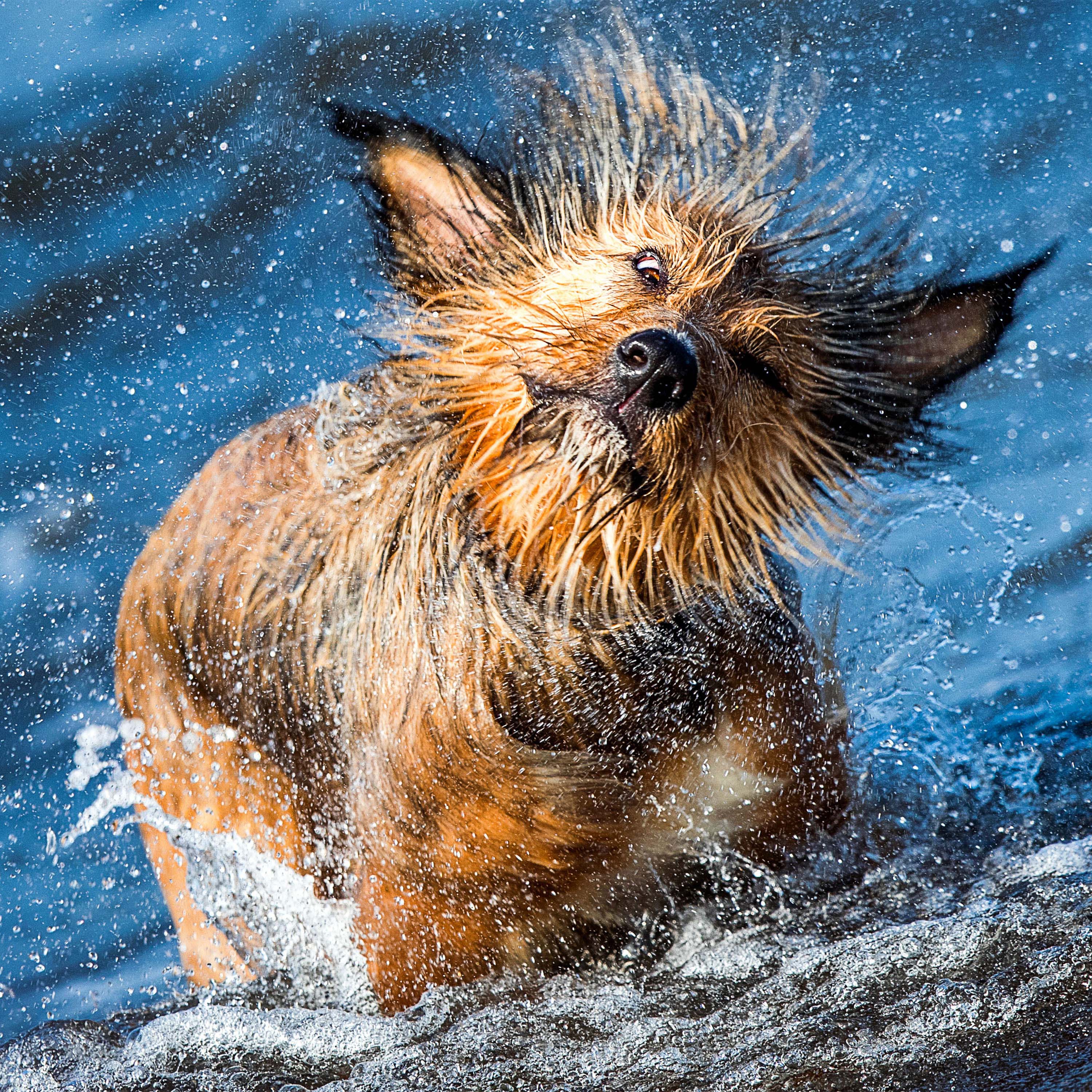 Slovenia, fallible leaders and mongrels - The Week Unwrapped - with Olly Mann cover