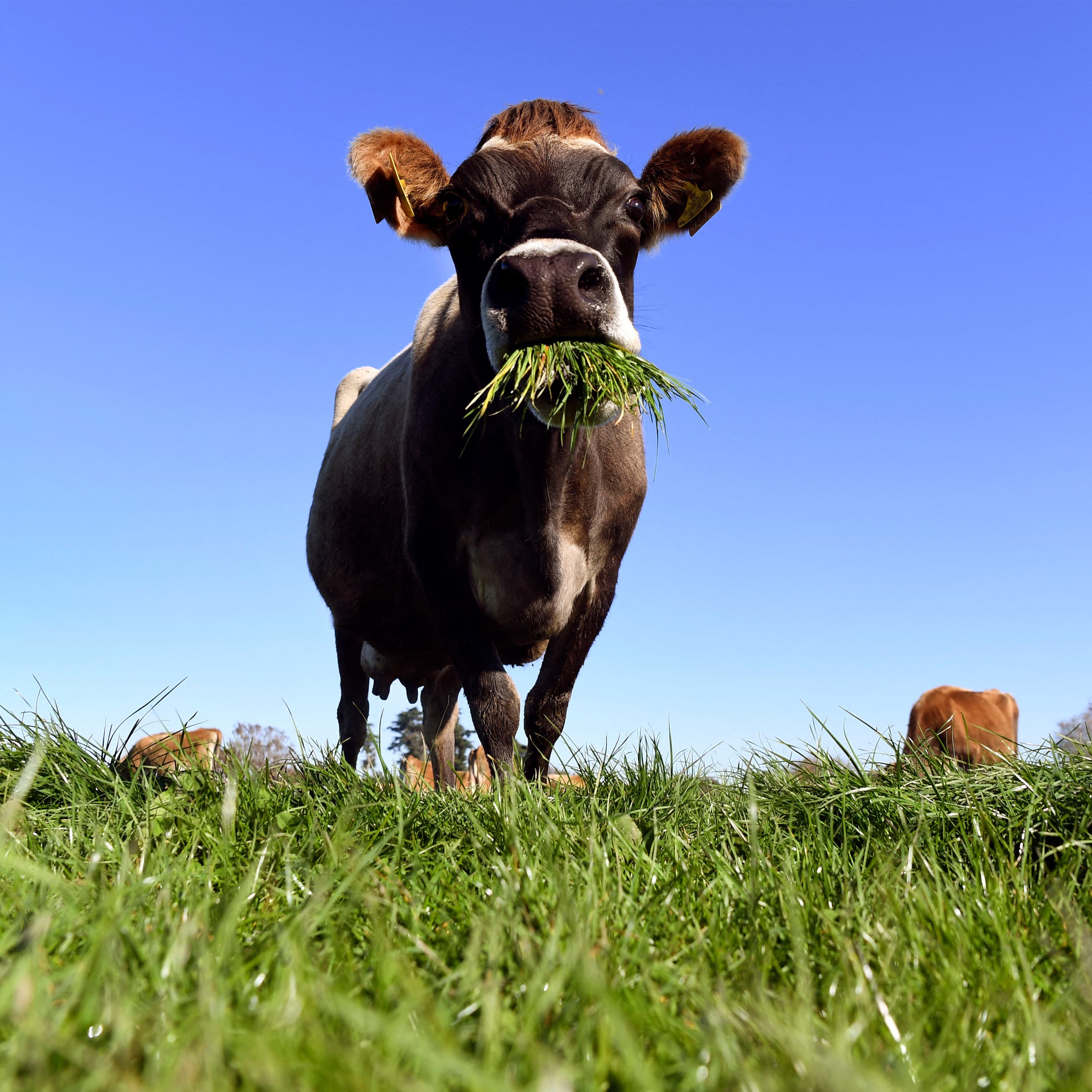 Billionaires, immoral orders and cow tools - The Week Unwrapped - with Olly Mann cover