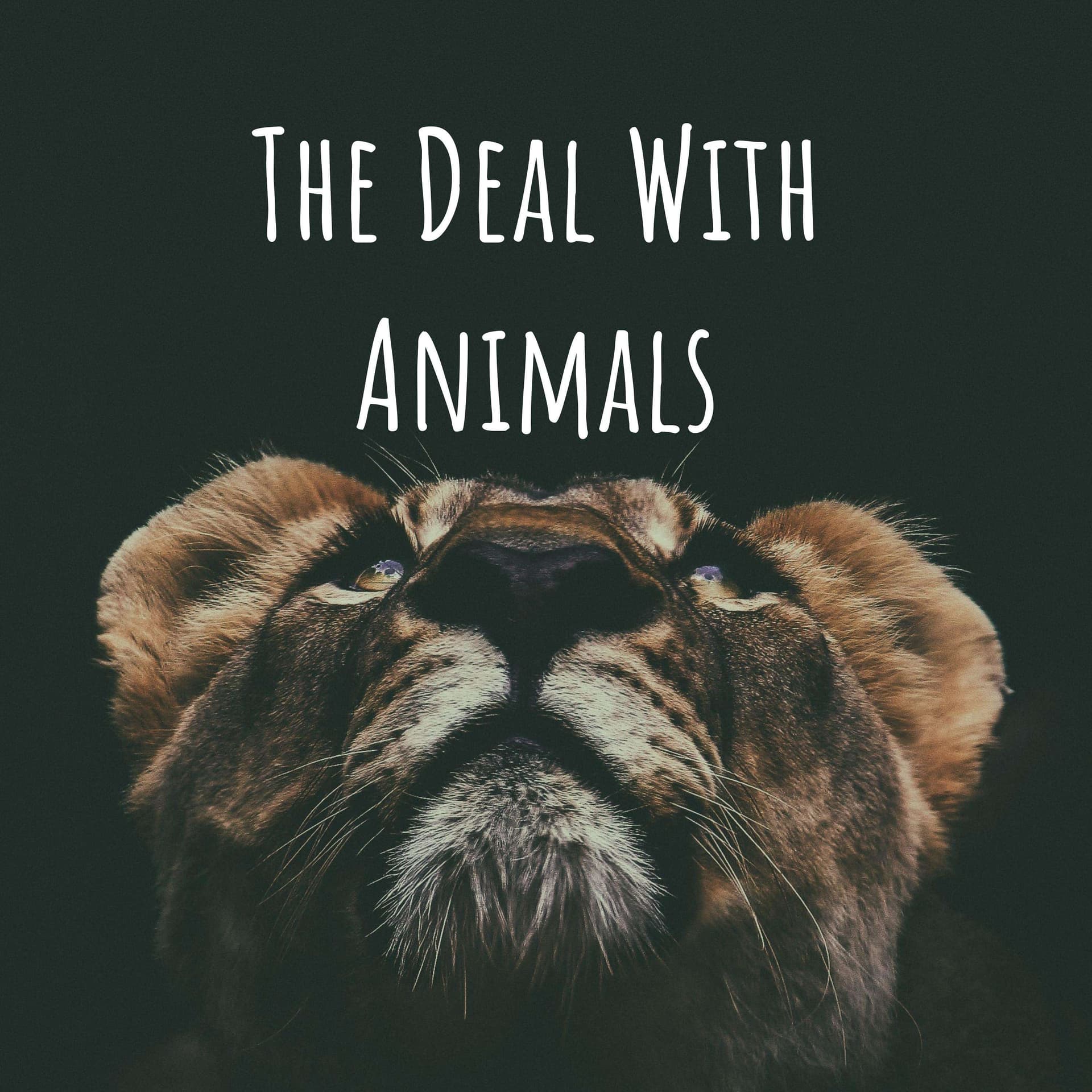 The Deal with Animals with Marika S. Bell cover