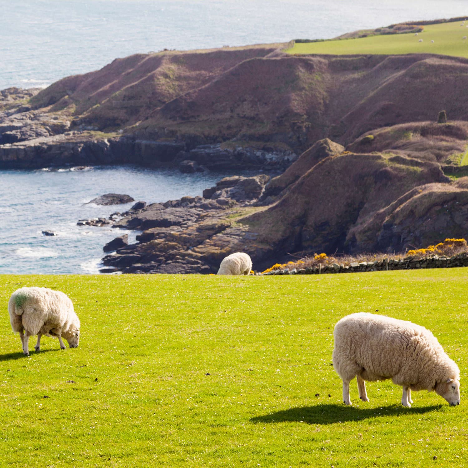 COUNTRYSIDE 10 FEBRUARY 2026 - Countryside cover