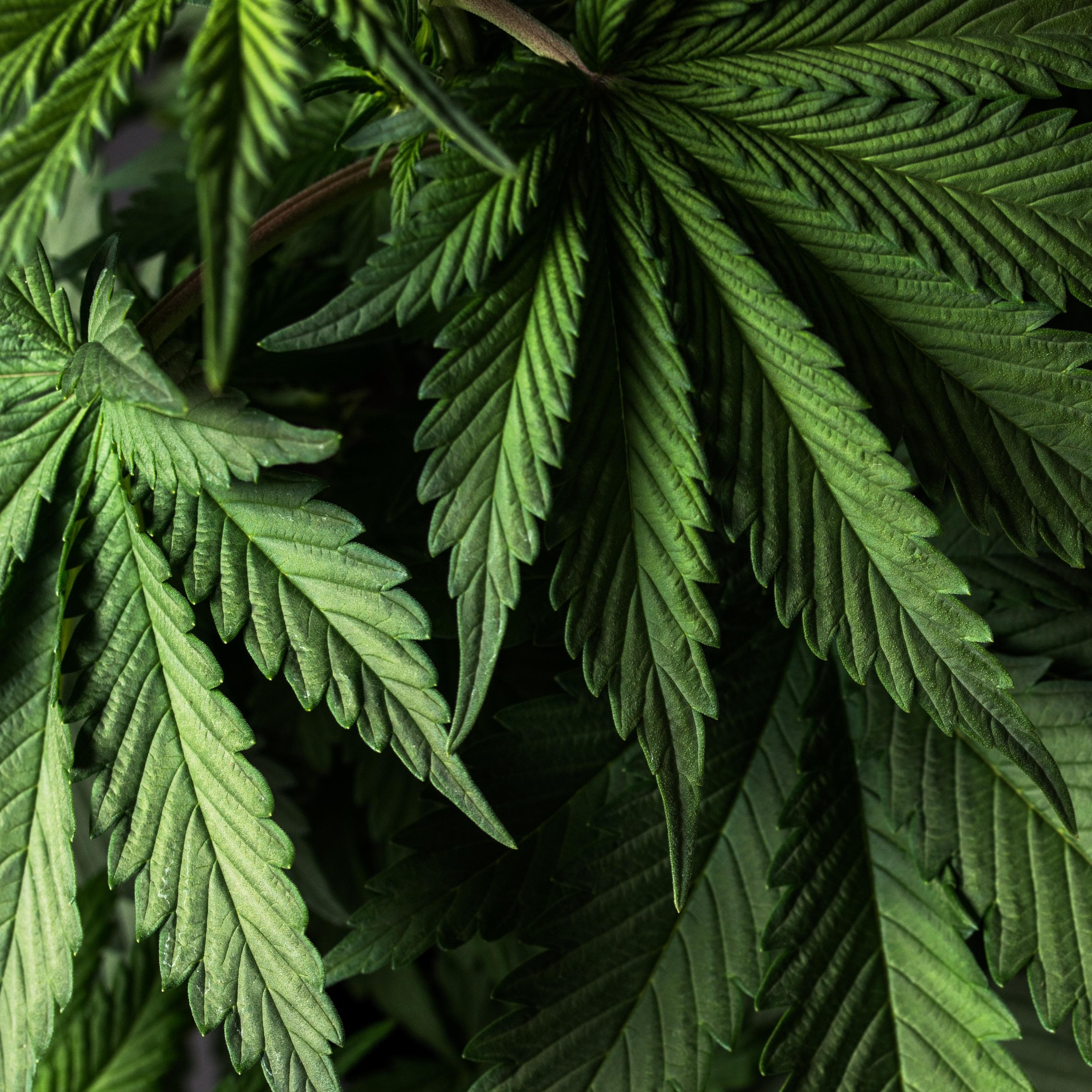 Cannabis Related Emergencies - EMplify by EB Medicine cover