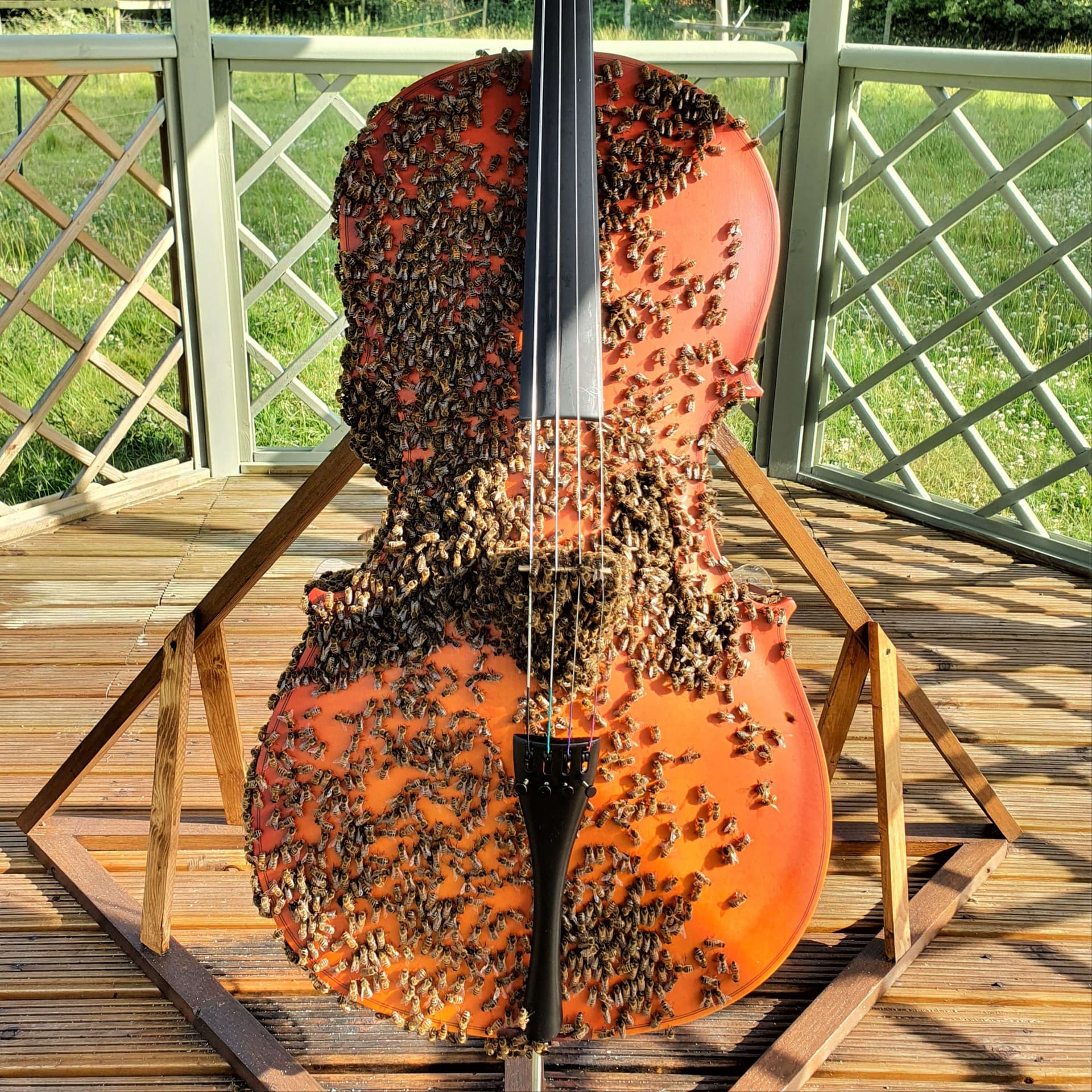 Bees with Good Vibes: A Tale of Two Hives — Constant Wonder cover