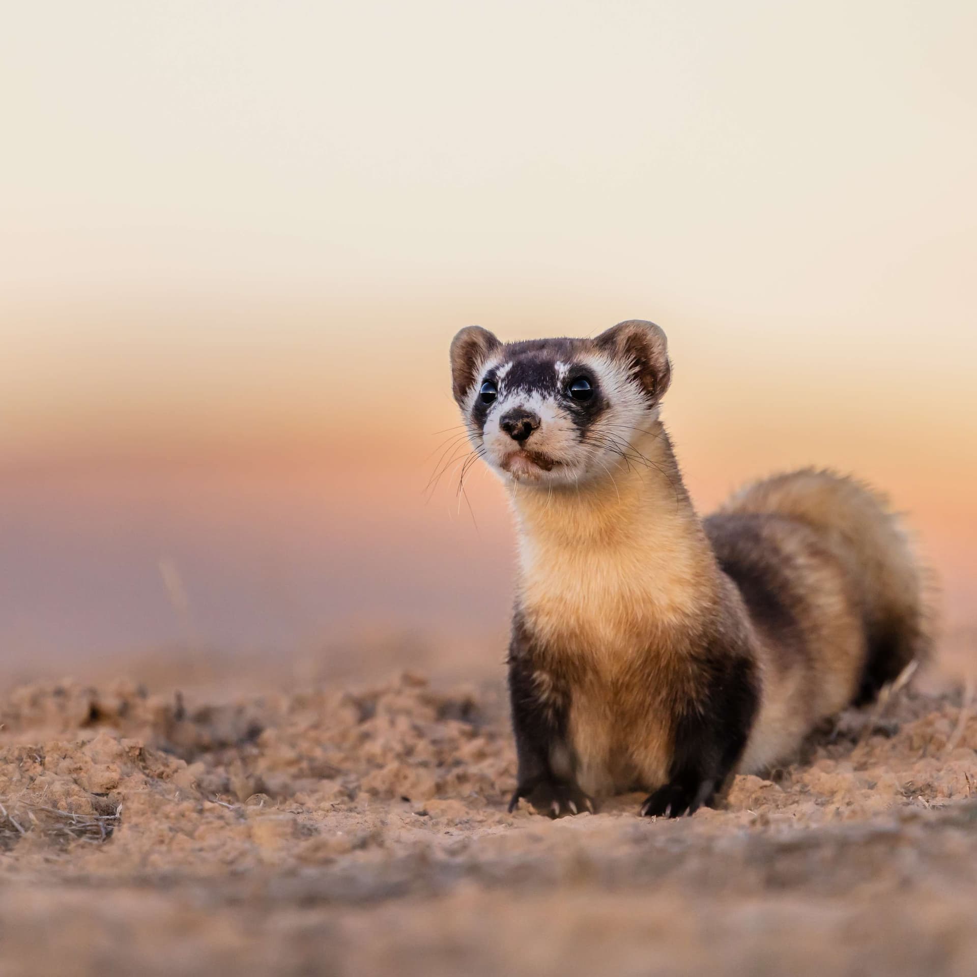 Returning Ferrets to the Wild After Near Extinction - Constant Wonder cover