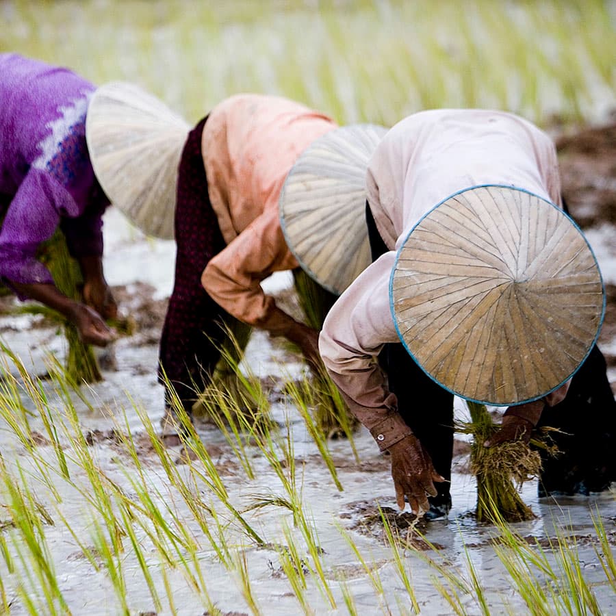 Cambodia falls for China's corporate embrace - FT Investigations cover