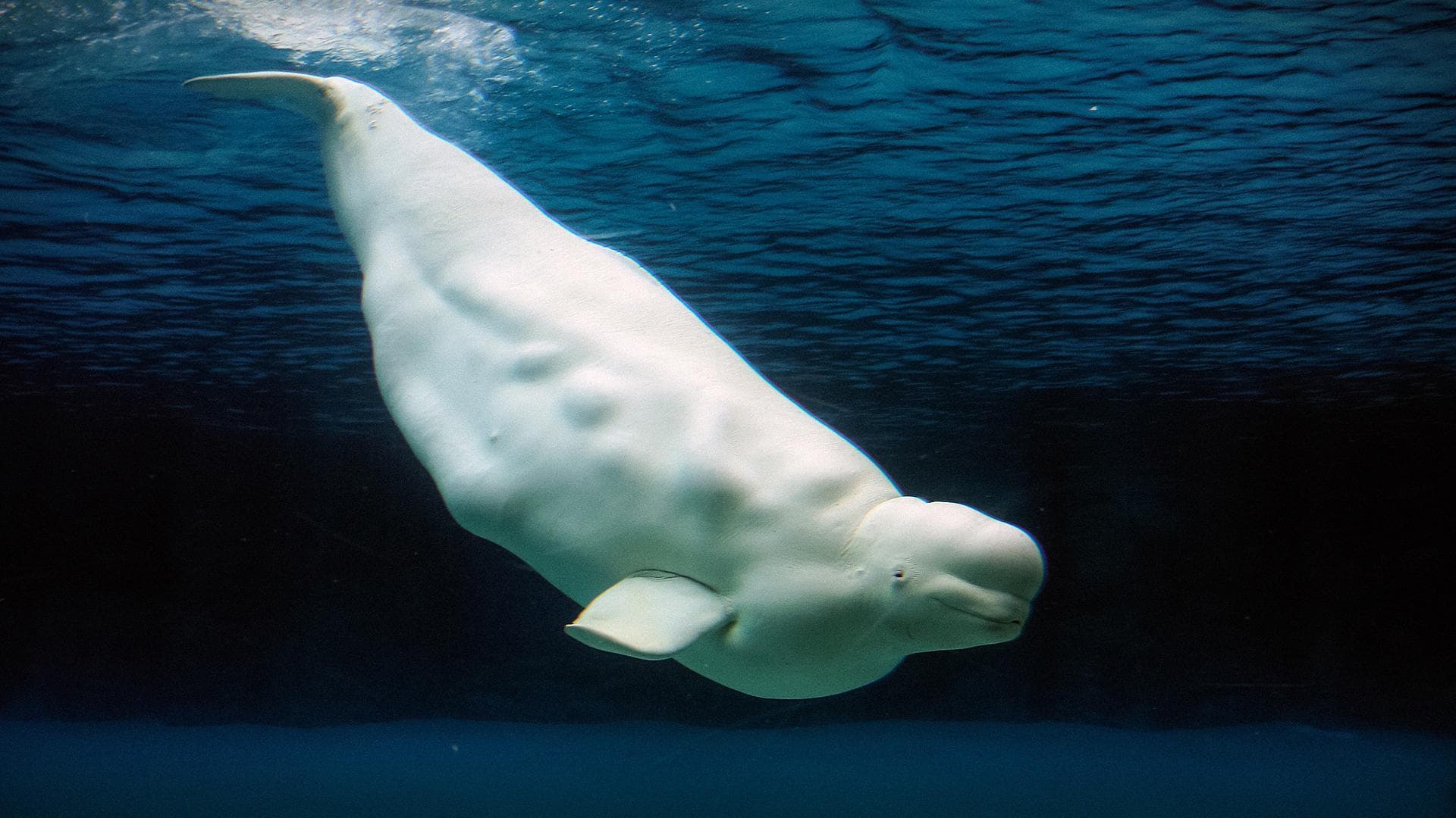 How human noise affects ocean habitats | Kate Stafford - TED Talks Daily cover