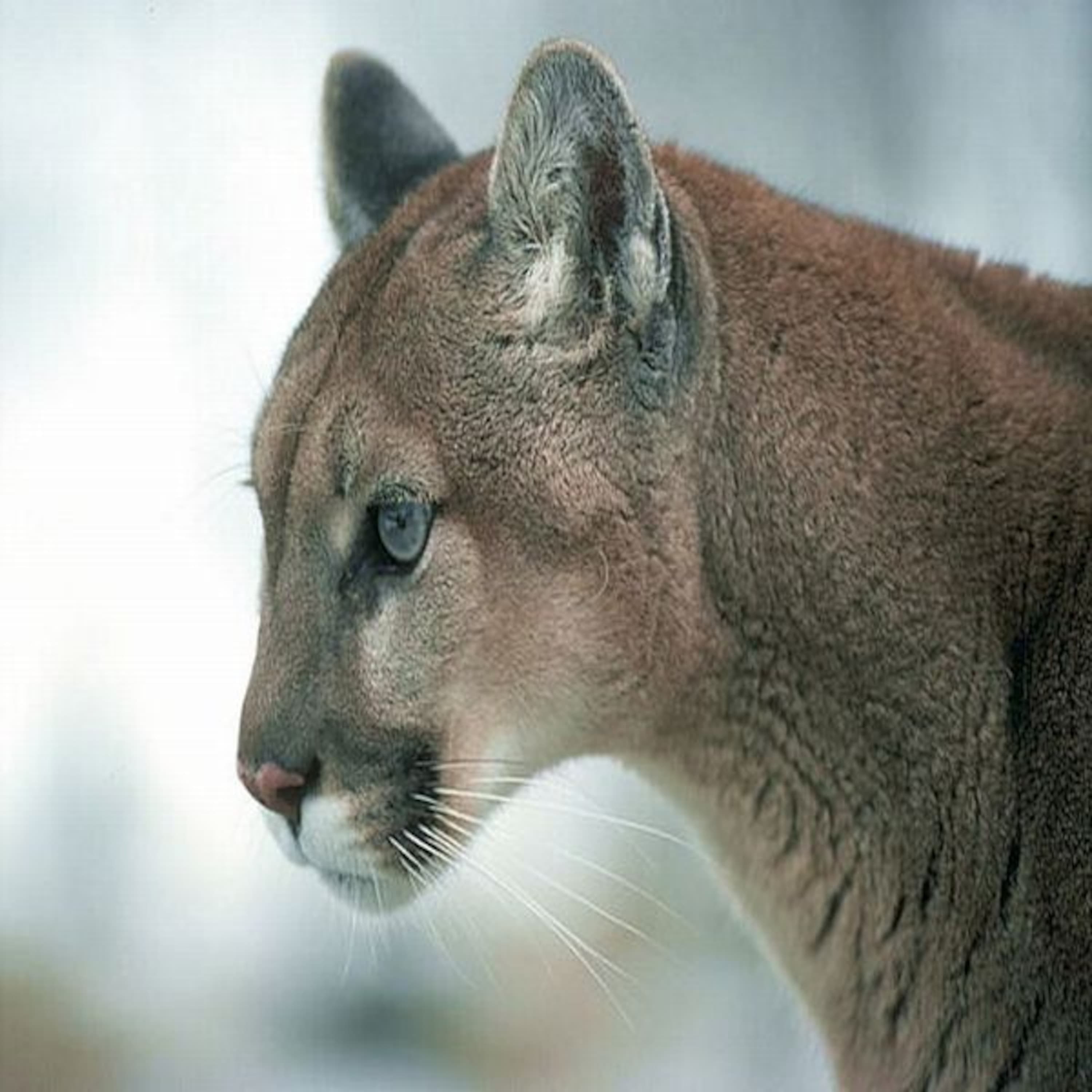 Episode 15 - Puma (The Deafening) - Raving Panda's Trance Podcast cover