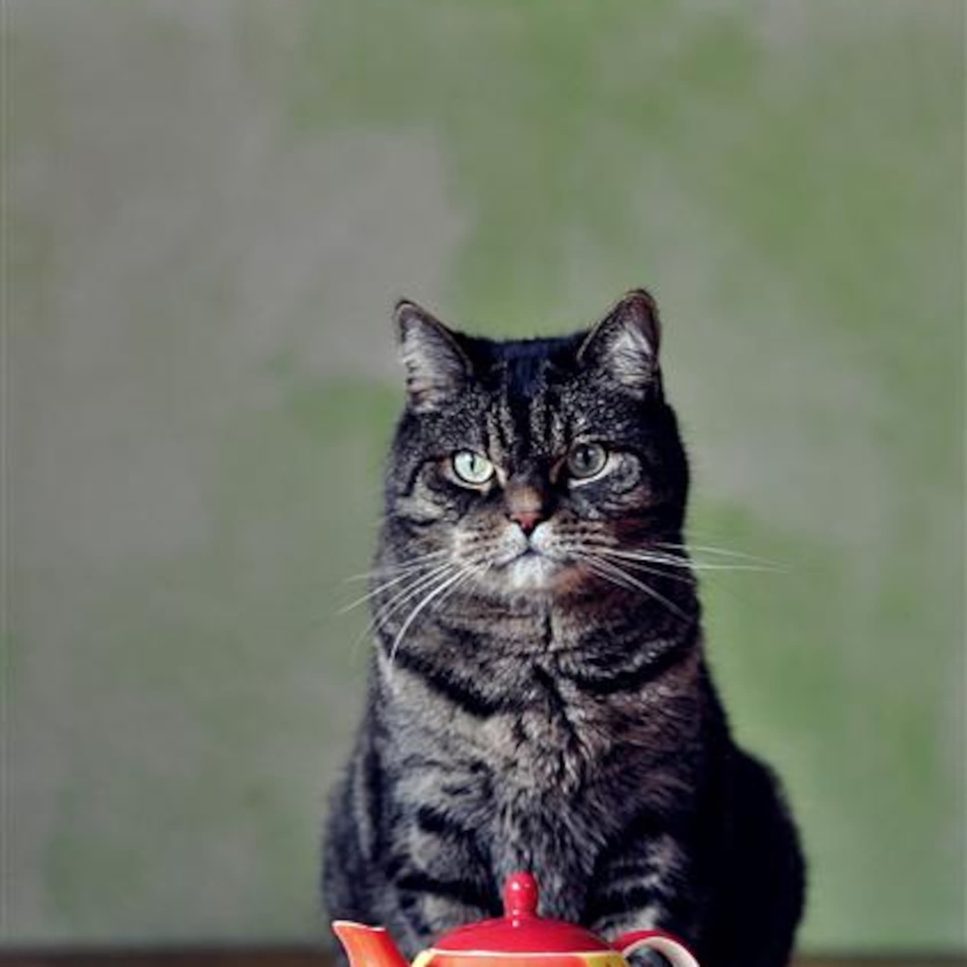 TeaTime Podcast cover