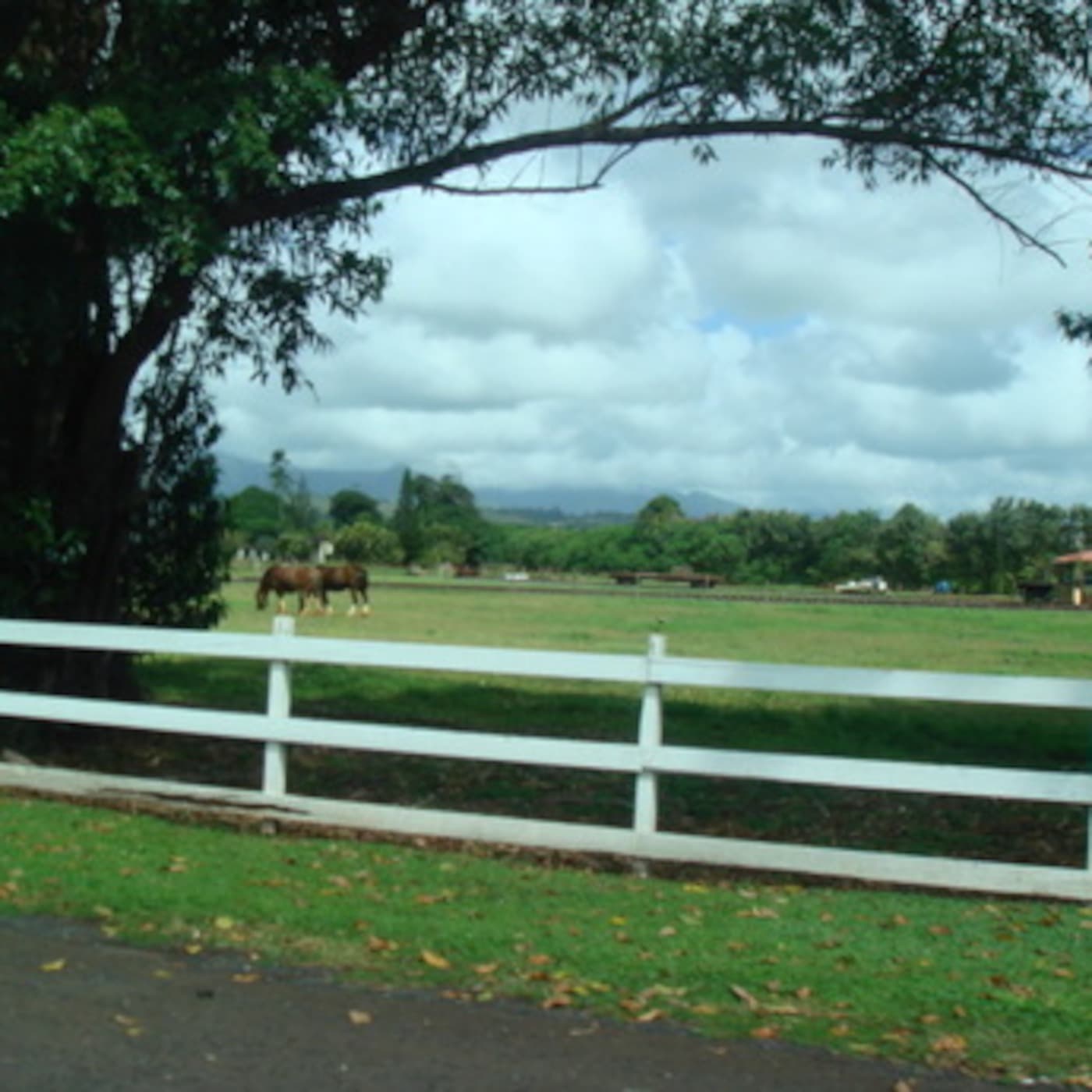 Never Leave your side - Hawaiian Playlist cover