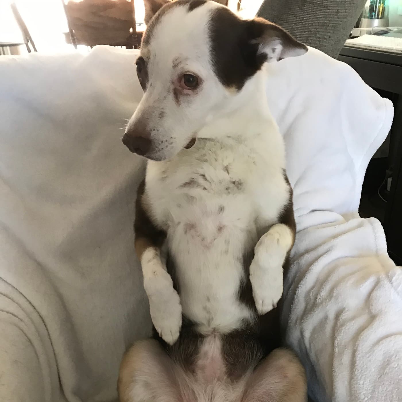 Socially Distant Dog — The Microsongs of Honky D cover