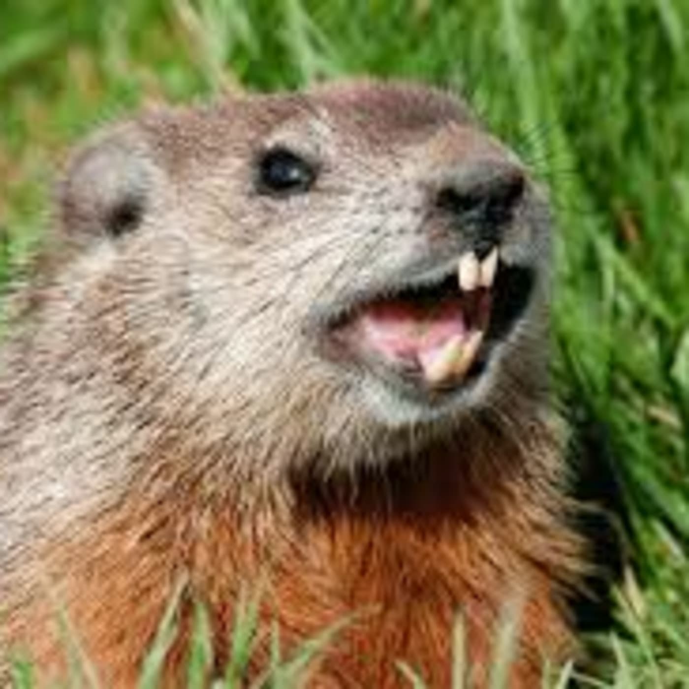 Episode 342: Pioneers of Country February 2, 2013 - Pioneers of Country Live! cover