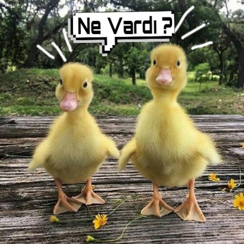 Ne Vardı ? cover