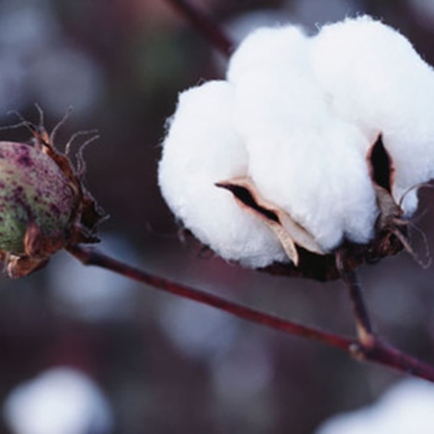 VIVID - WHITE - VIVID Devotional Films cover