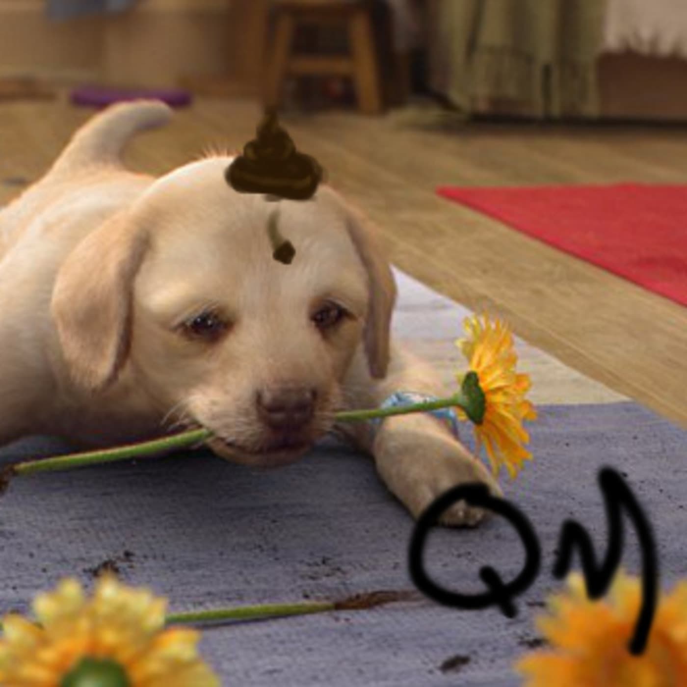 Episode 9- Would you wipe your arse on a dog? - Questionable Motivation Podcast cover