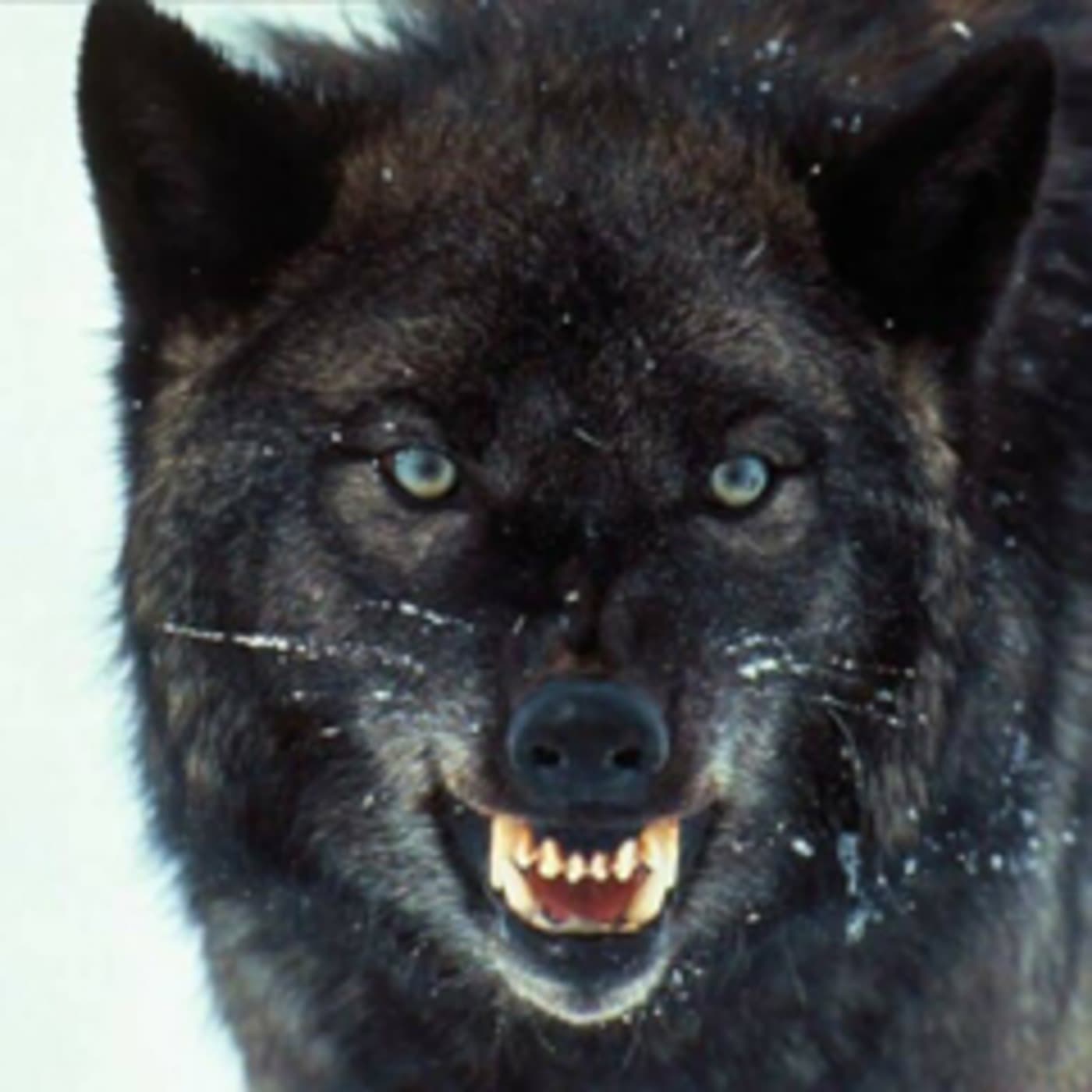 STR1KER's WOLF DEN cover