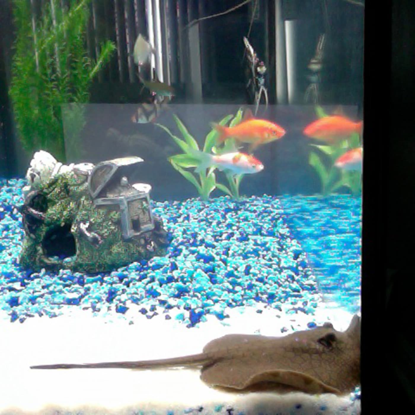 Stingray Talk cover