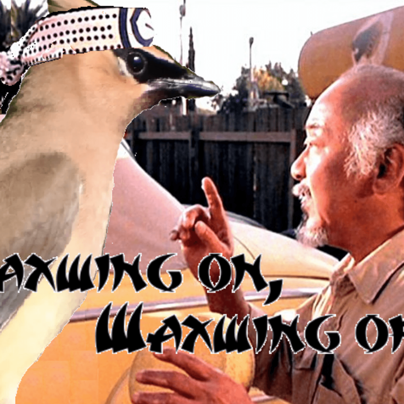 Episode 66: Waxwing On, Waxwing Off (Cedar Waxwing) — Dirty Bird Podcast cover
