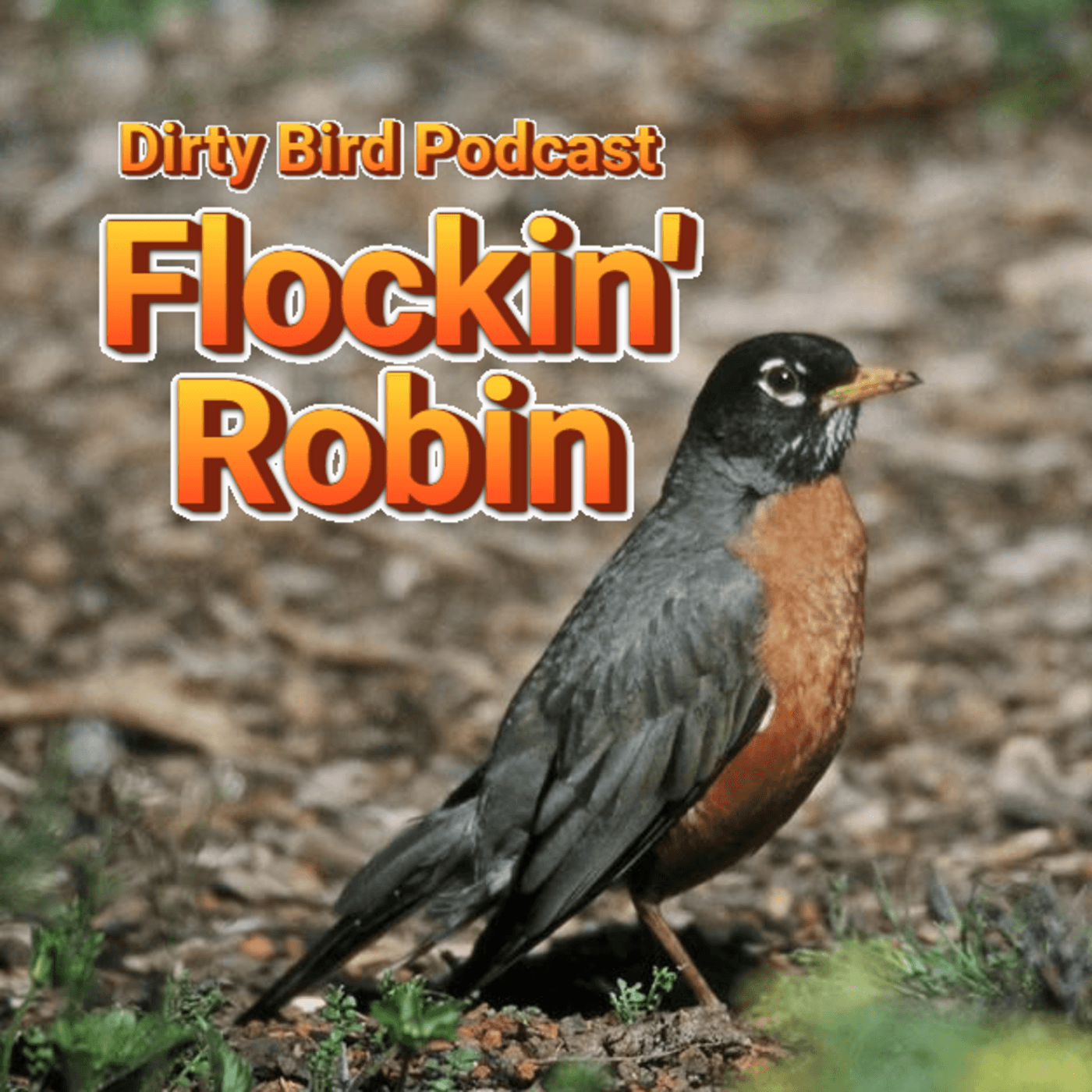 Episode 72: Flockin' Robin (American Robin) — Dirty Bird Podcast cover