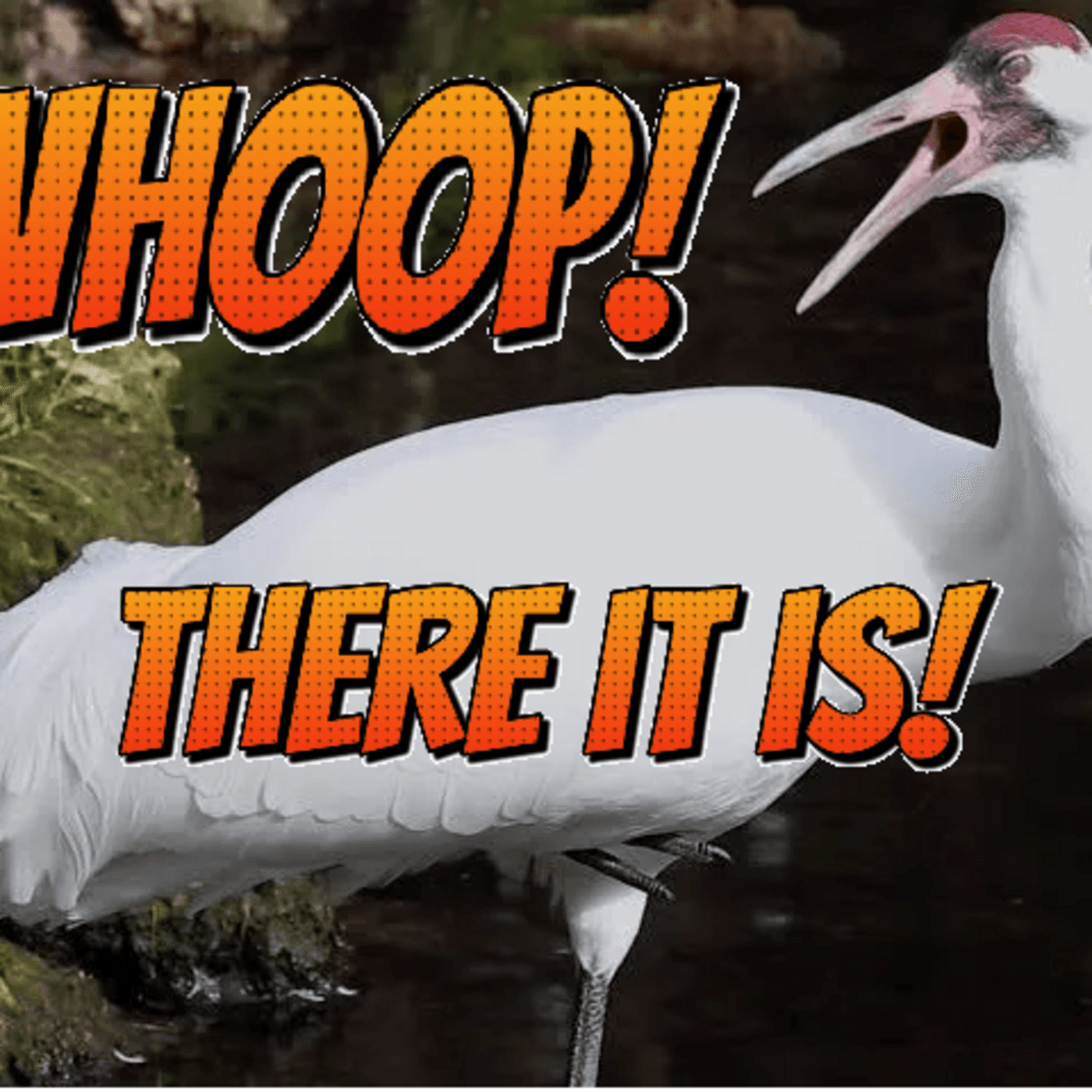 Episode 73: Whoop! There it is! (Whooping Crane) — Dirty Bird Podcast cover